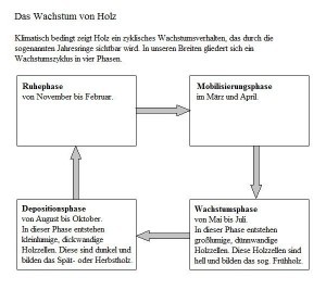holz-wachstum